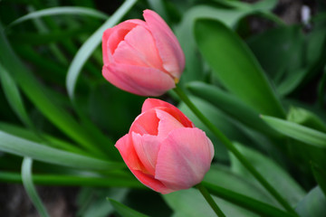 Beautiful and delicate tulips bloomed in early spring. Beauty for the eyes.
