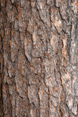 Close-up texture of pine bark and resin on the tree bark. Old wood texture with natural pattern