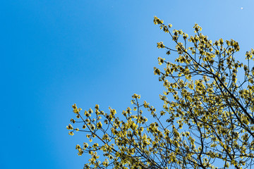 Seeds and bright young lush foliage of red oak against blue sky. Selective focus. Quercus rubra during flowering. Huge oak tree as decoration of evergreen landscape garden. Nature concept for design.