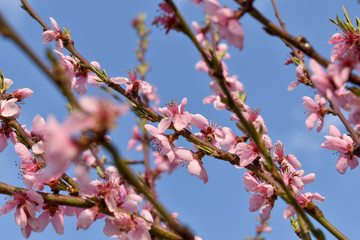 pink cherry blossom