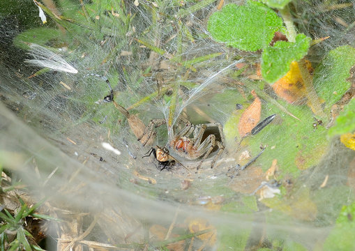 ara&ntilde;a cazando una mosca en su telara&ntilde;a  Marbella Andaluc&iacute;a Espa&ntilde;a