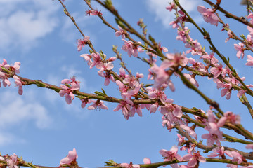 pink cherry blossom