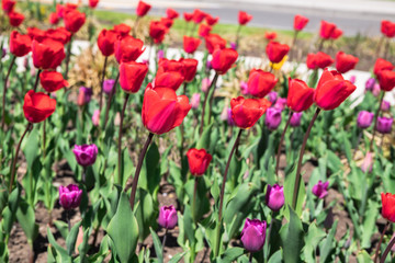 tulips in spring in the flowerbed