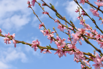 pink cherry blossom