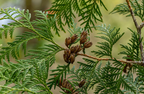 Thuja occidentalis Litomysl (northern or eastern white cedar). Close-up of bright green texture of thuja leaves with brown seed cones. Selective focus. Interesting nature concept for background design