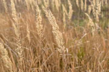 golden wheat field