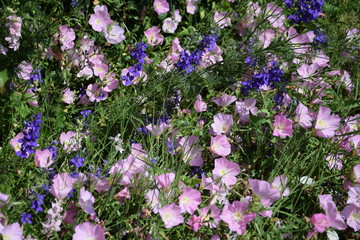 Obraz premium traditional flowers of Greece. organic without fertilizer and spraying