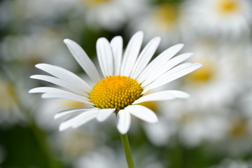 Obraz premium Margerite