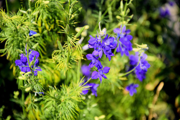 traditional flowers of Greece. organic without fertilizer and spraying