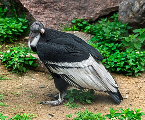 Portrait of andean condor on the ground. Latin name - Vultur gryphus	
