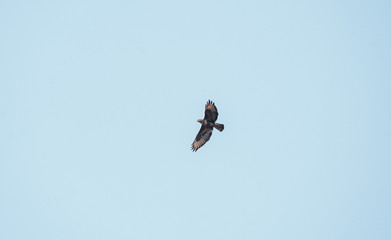 bird in flight
