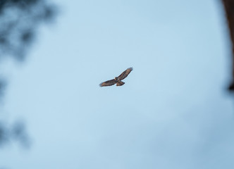 bird in flight