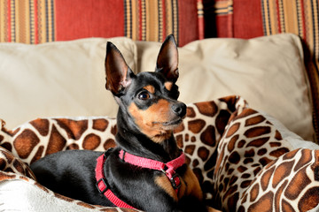 minipincher perro hembra sentada en el sillón  Marbella Andalucía España