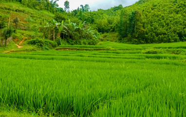 Lào Cai rice fields near Sapa (Chapa) in north mountains of Vietnam, Lào Cai, Vietnam