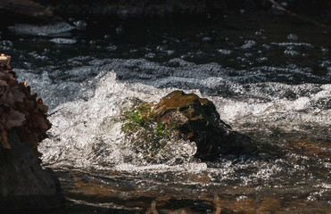 moss on the rocks