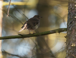 sparrow on a branch