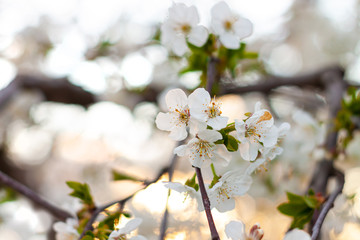 Cherry blossom. Horizontal banner with sakura flowers of white color on blurred sunny backdrop with bokeh lights. Beautiful nature spring background with a branch of blooming tree. Copy space for text