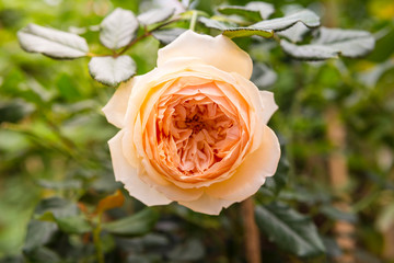 Closeup beautiful rose over blurred garden background, spring garden, nature concept background