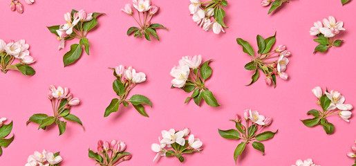 Blossom spring pattern on pink background. Beautiful white pink bloom flowering wallpaper, top view. Creative fashionable trendy flat lay. Springtime blooming concept.