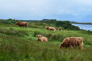 Fototapeta na wymiar Scottish angus cattle eating in a field