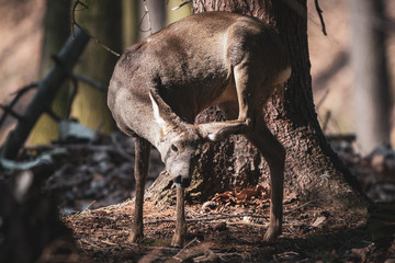 deer in the forest