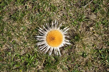Silberdistel im Frühling