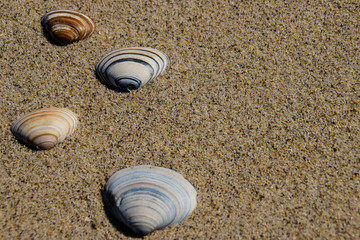 shell, sand, beach, summer, seashell