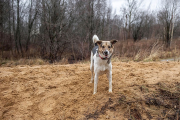 Adorable mixed breed dog sitting outdoors in summer