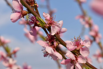 pink cherry blossom