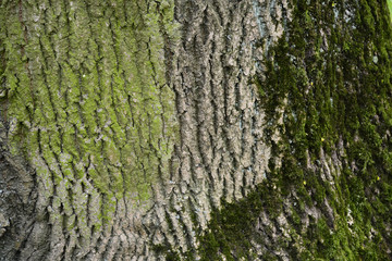 Old tree bark with beautiful patterns for graphic design or wallpapers.Natural background in...