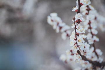 Spring flowering background. Apricot tree branch with flowers. Blooming tree branch with white flowers.  Apricot flowers background.