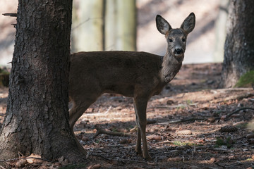 white tailed deer