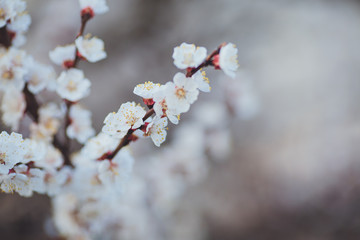 Spring flowering background. Apricot tree branch with flowers. Blooming tree branch with white flowers.  Apricot flowers background.