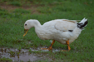 white duck in the grass