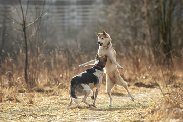 Two dogs outdoors, friendship, relationship, together. Mixed breed shepherd and laika