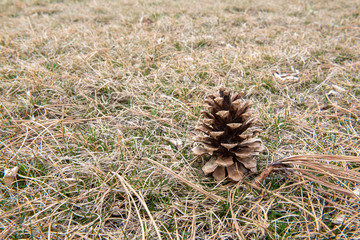 pine cone in grass