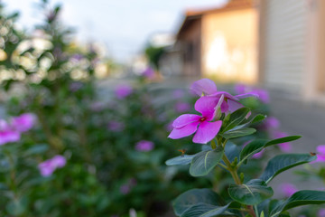 Fototapeta na wymiar purple flowers in the street