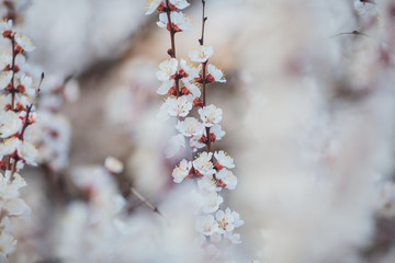 Spring flowering background. Apricot tree branch with flowers. Blooming tree branch with white flowers.  Apricot flowers background.