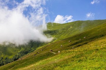Fototapeta na wymiar Cows Grazing in the Mountains above Tux, Austria
