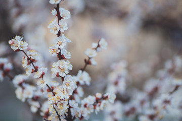 Spring flowering background. Apricot tree branch with flowers. Blooming tree branch with white flowers.  Apricot flowers background.