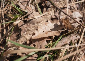 tick crawling on a leaf.