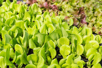 Young lettuce plant growing in the green house, vegetable garden, organic farming