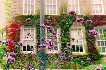 Fototapeta na wymiar Purple flowers against Ivy