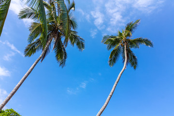 Naklejka premium Palm. Caribbean beach with tropical forest. Tayrona National Park. Colombia. Tayrona National Park is located in the Caribbean Region in Colombia.