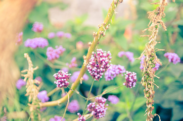 Bee visits purple flower