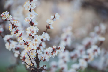 Spring flowering background. Apricot tree branch with flowers. Blooming tree branch with white flowers.  Apricot flowers background.