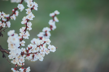 Spring flowering background. Apricot tree branch with flowers. Blooming tree branch with white flowers.  Apricot flowers background.