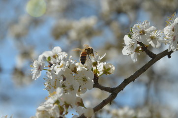 
Flowering branch with flying bees