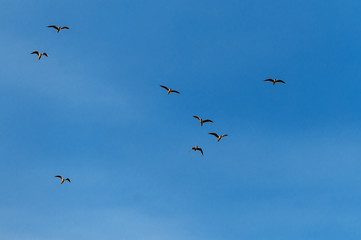 seagulls in the blue sky
