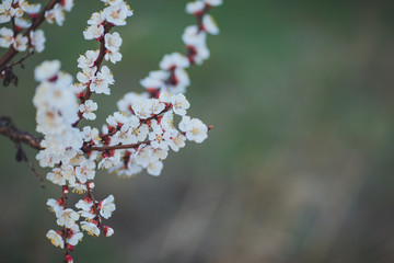 Spring flowering background. Apricot tree branch with flowers. Blooming tree branch with white flowers.  Apricot flowers background.